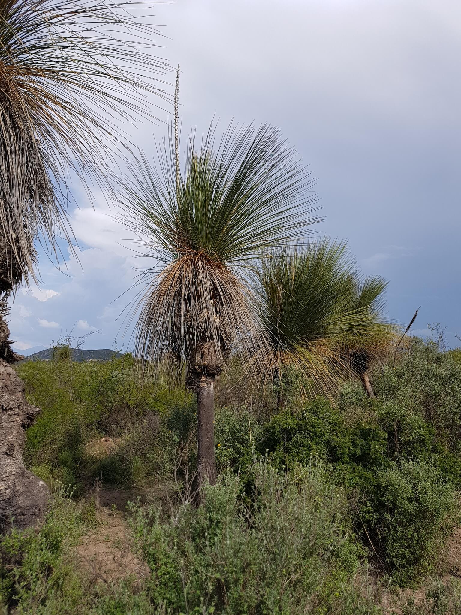 Dasylirion longissimum